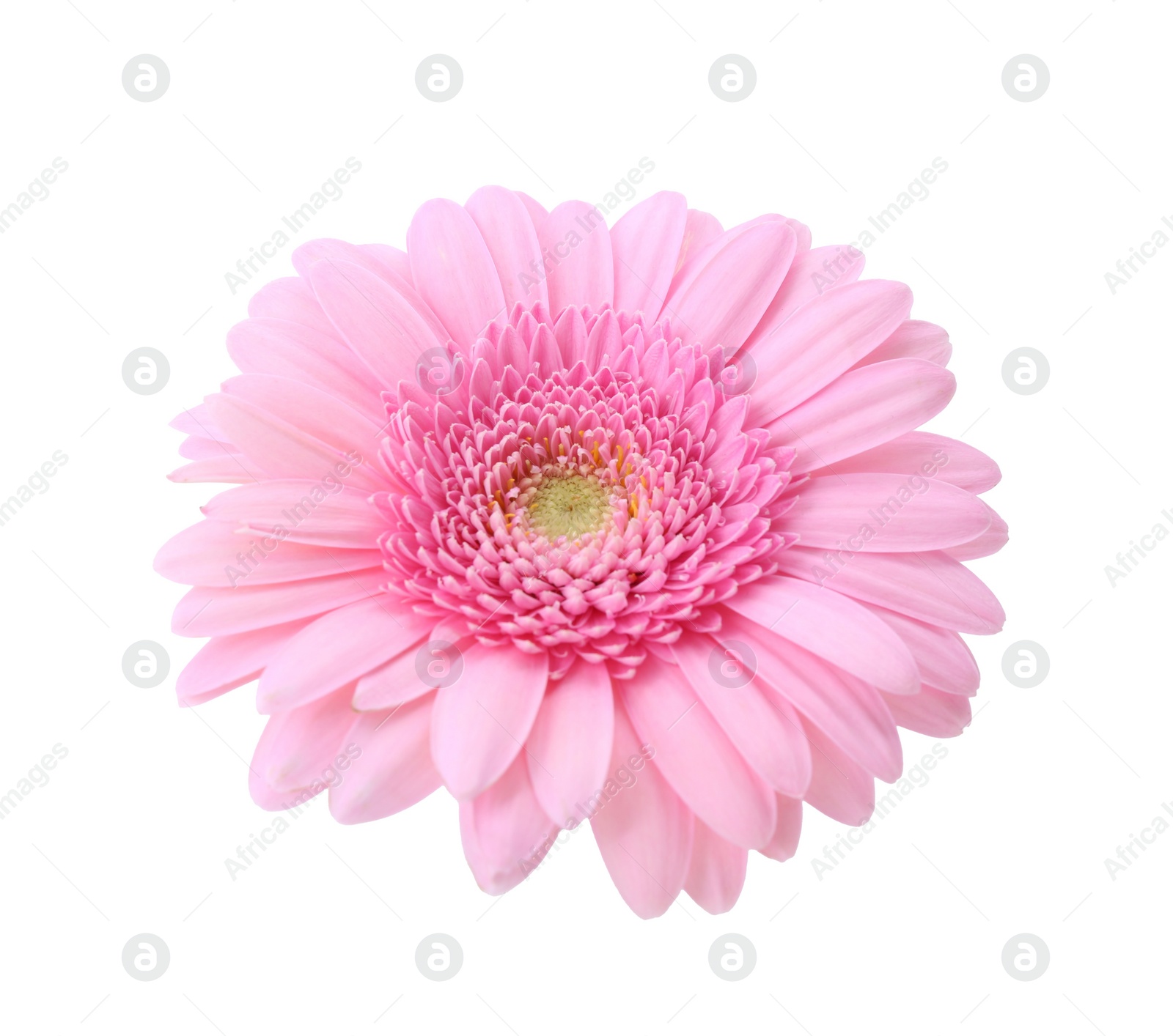 Photo of One beautiful pink gerbera flower isolated on white