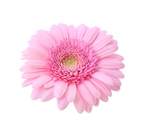 One beautiful pink gerbera flower isolated on white