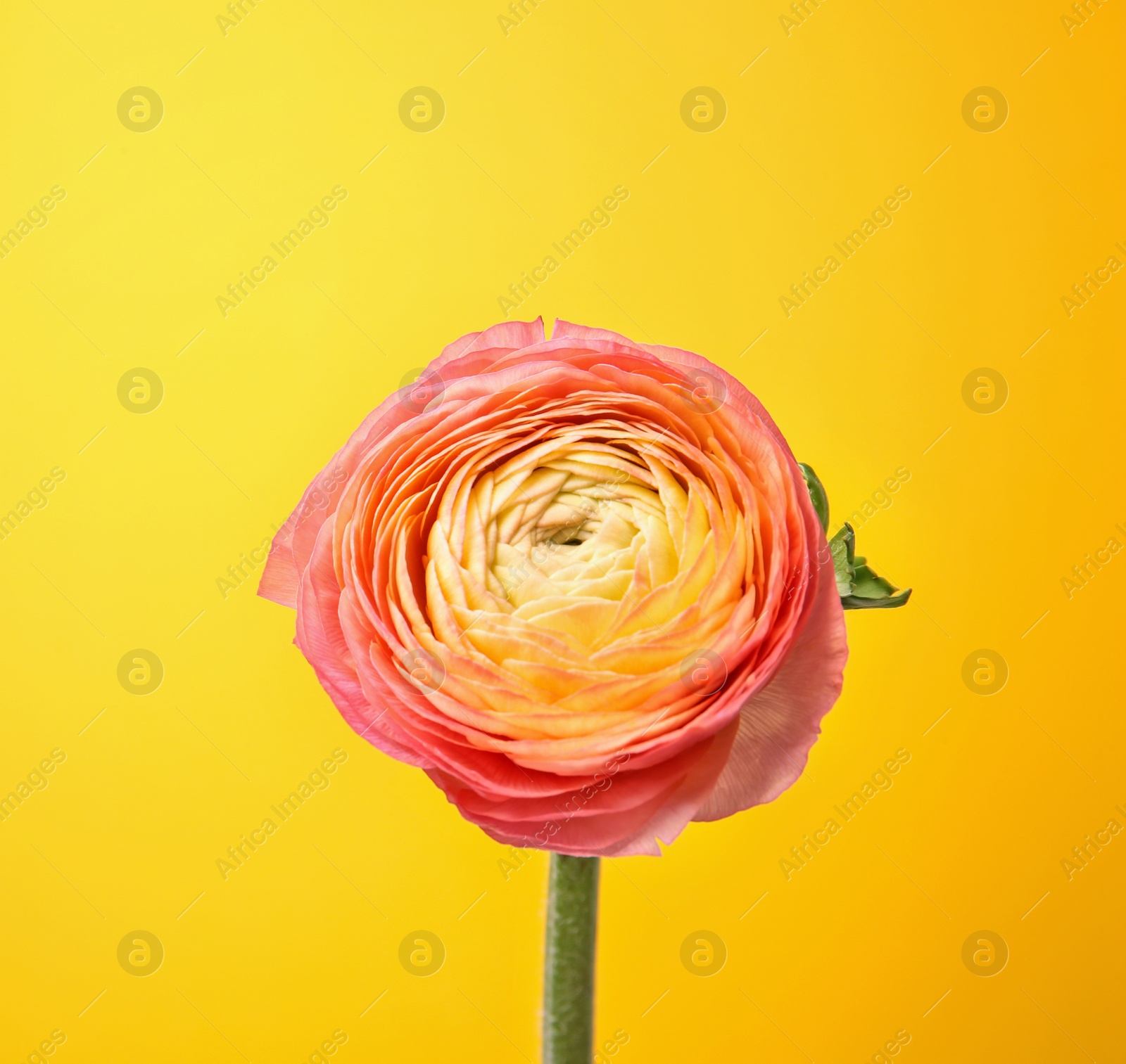 Photo of Beautiful ranunculus flower on color background