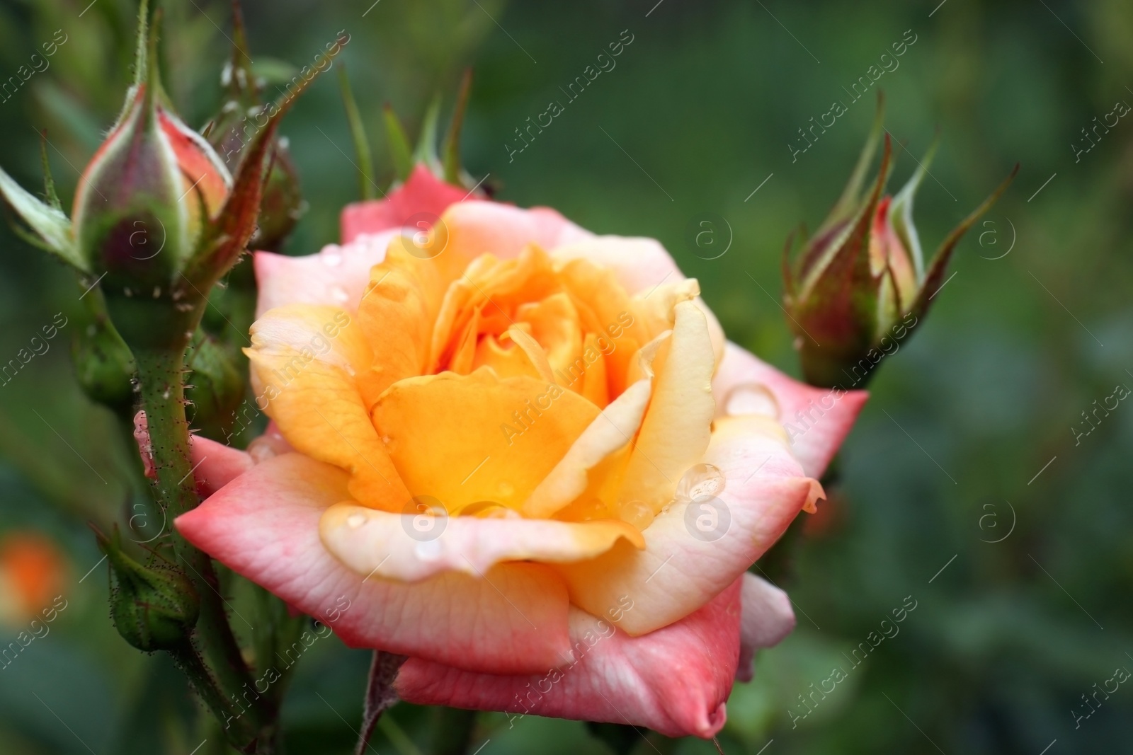 Photo of Beautiful rose flower with dew drops in garden, closeup