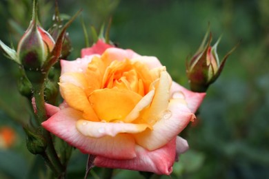 Beautiful rose flower with dew drops in garden, closeup