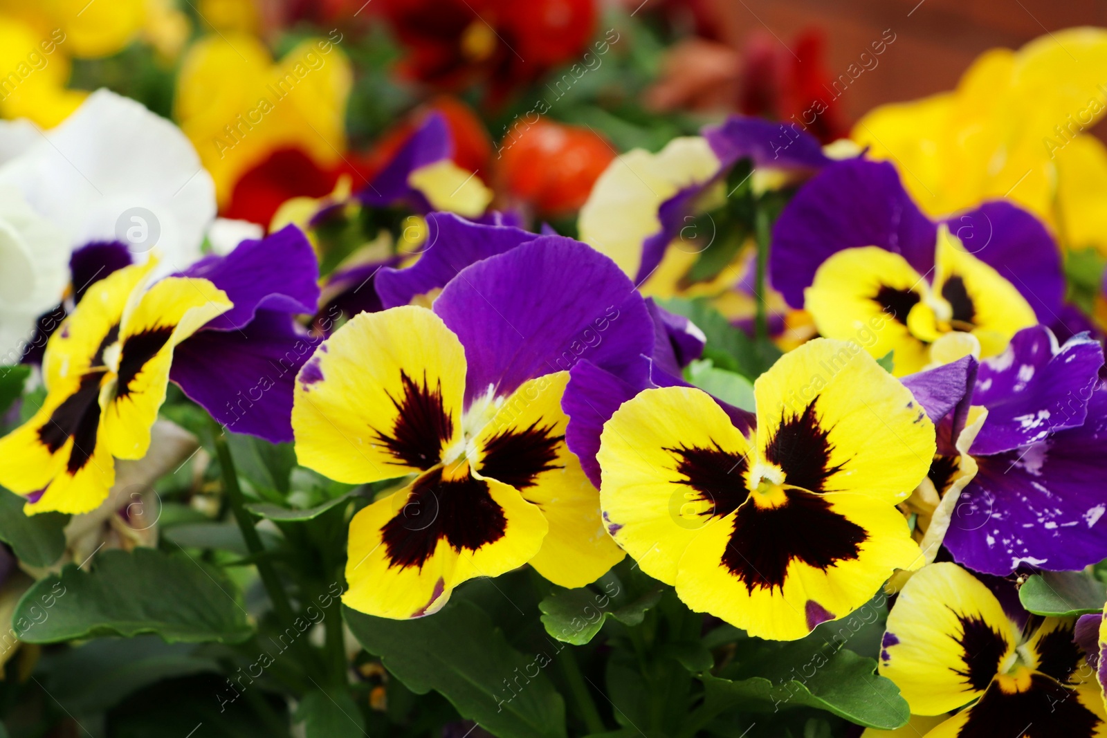 Photo of Beautiful colorful pansies growing in garden, closeup