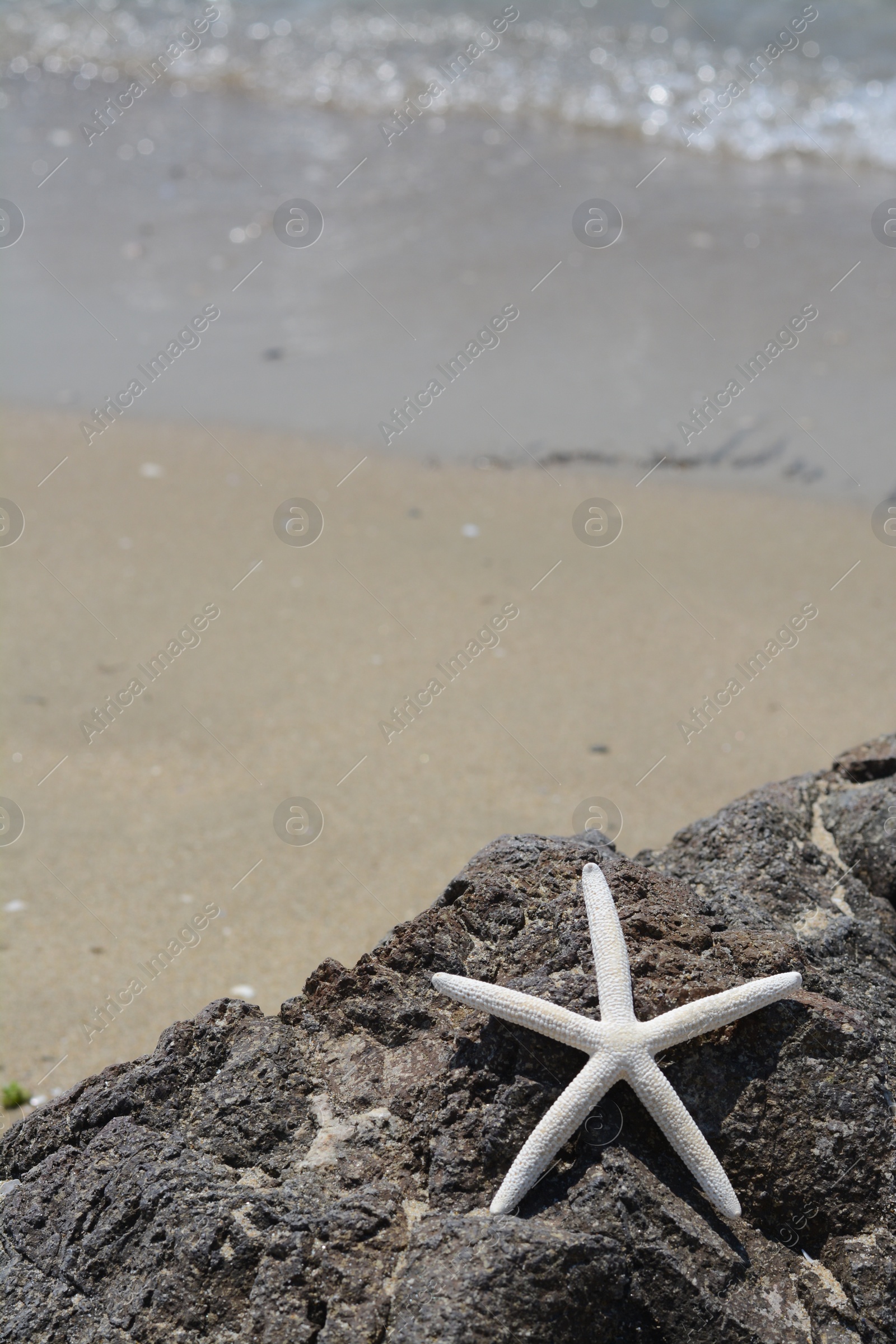 Photo of Beautiful starfish on black stone near sea, space for text