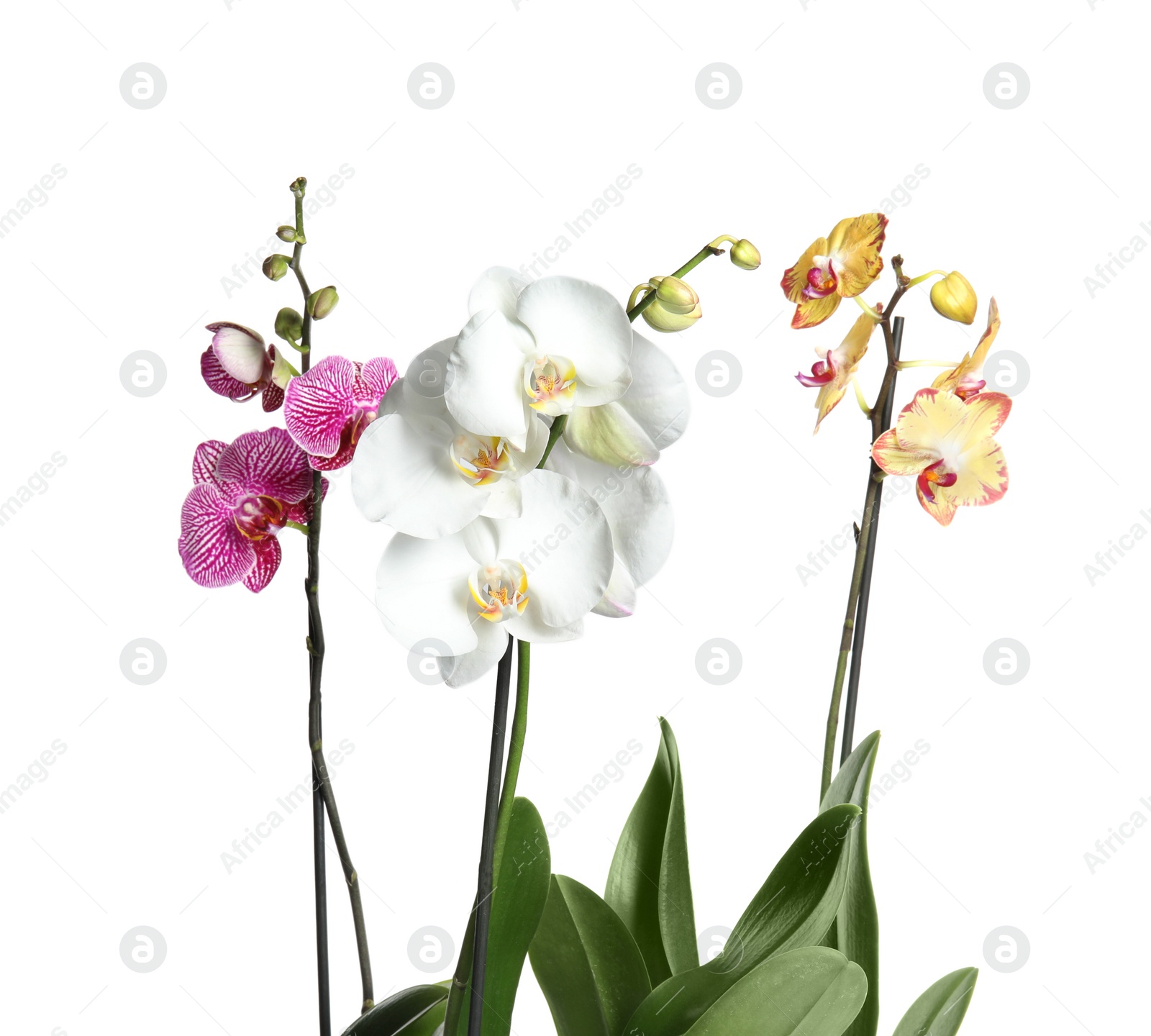 Photo of Beautiful tropical orchid flowers on white background