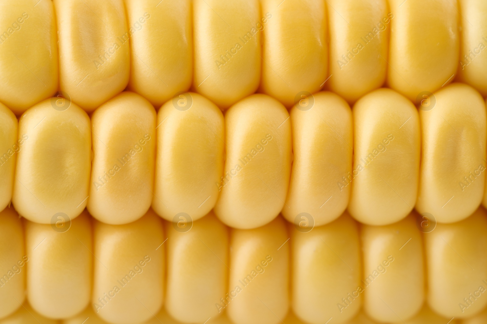 Photo of Ripe raw corn cob as background, closeup