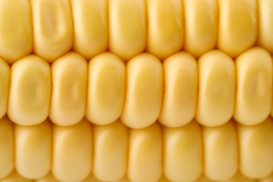 Photo of Ripe raw corn cob as background, closeup