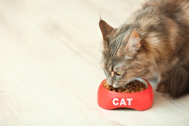 Photo of Adorable Maine Coon cat near bowl with food at home. Space for text