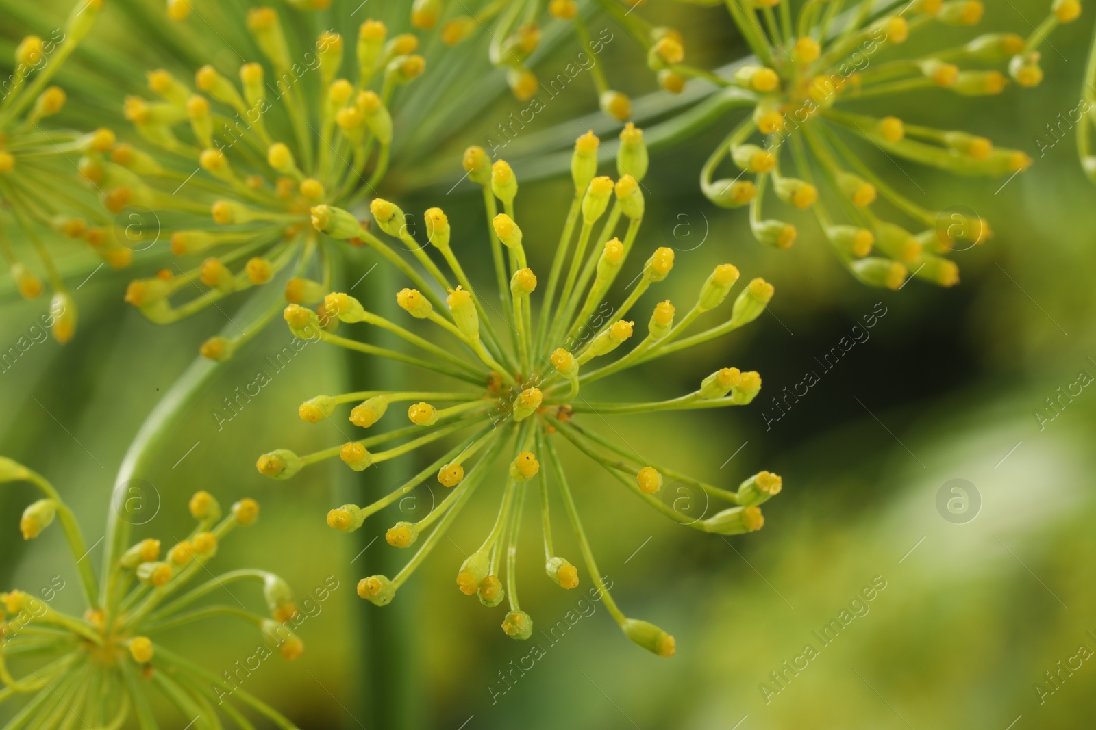 Photo of Fresh green dill flower on blurred background, closeup