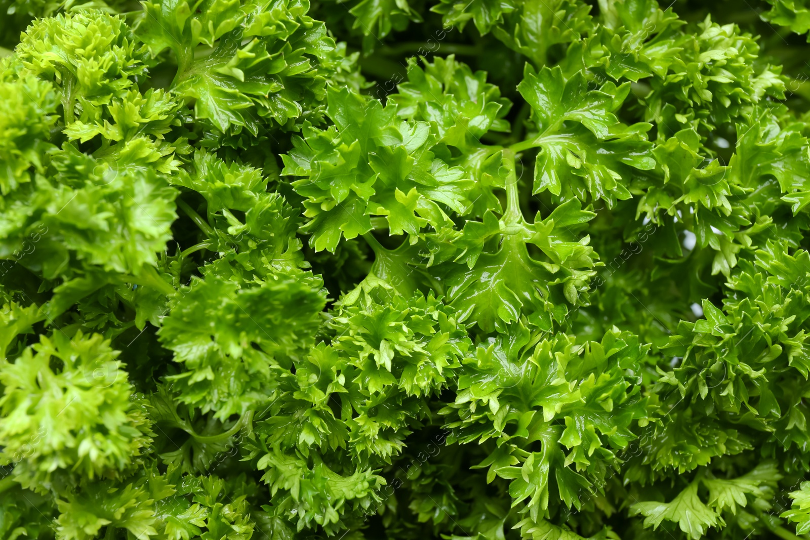 Photo of Fresh green curly parsley as background, closeup