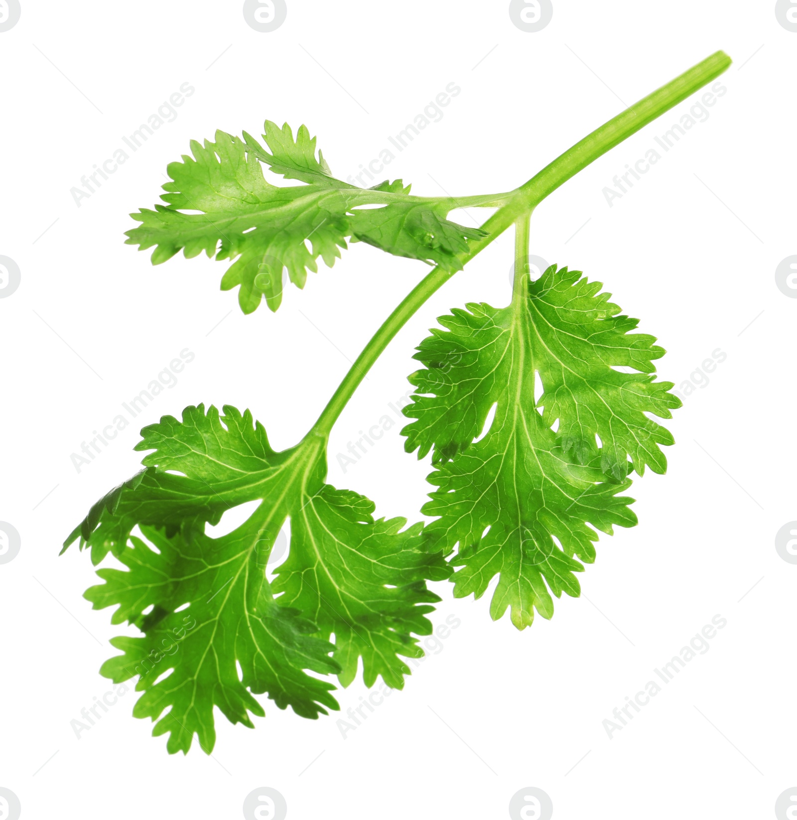 Photo of Fresh green coriander leaves isolated on white