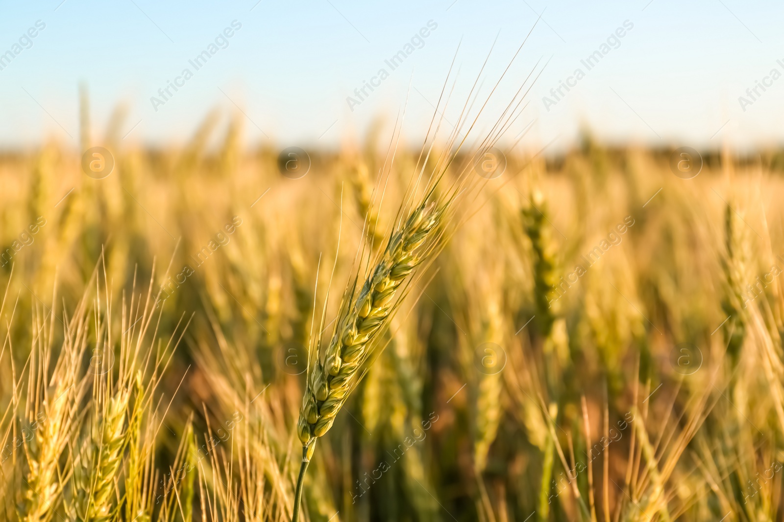 Photo of Beautiful agricultural field with ripening wheat, closeup