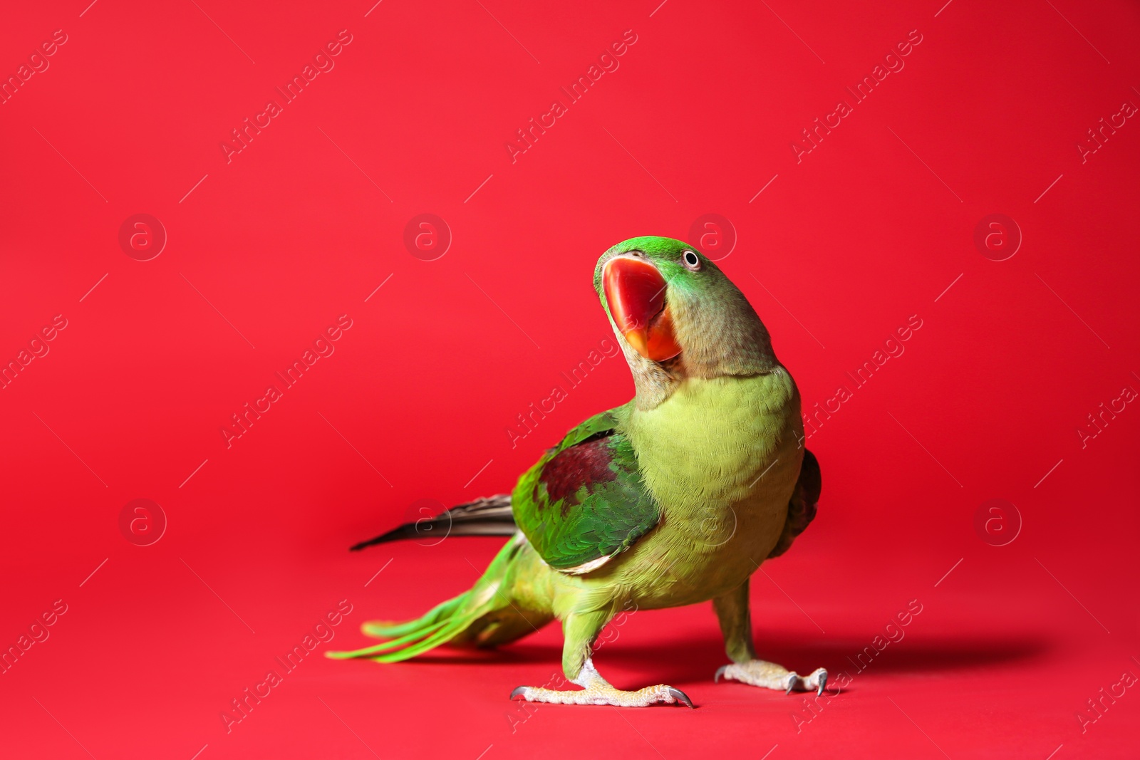 Photo of Beautiful green Alexandrine Parakeet on red background