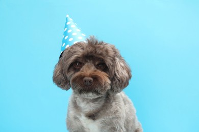 Photo of Cute Maltipoo dog with party hat on light blue background. Lovely pet