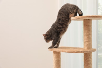 Photo of Beautiful pet on cat tree at home. Space for text