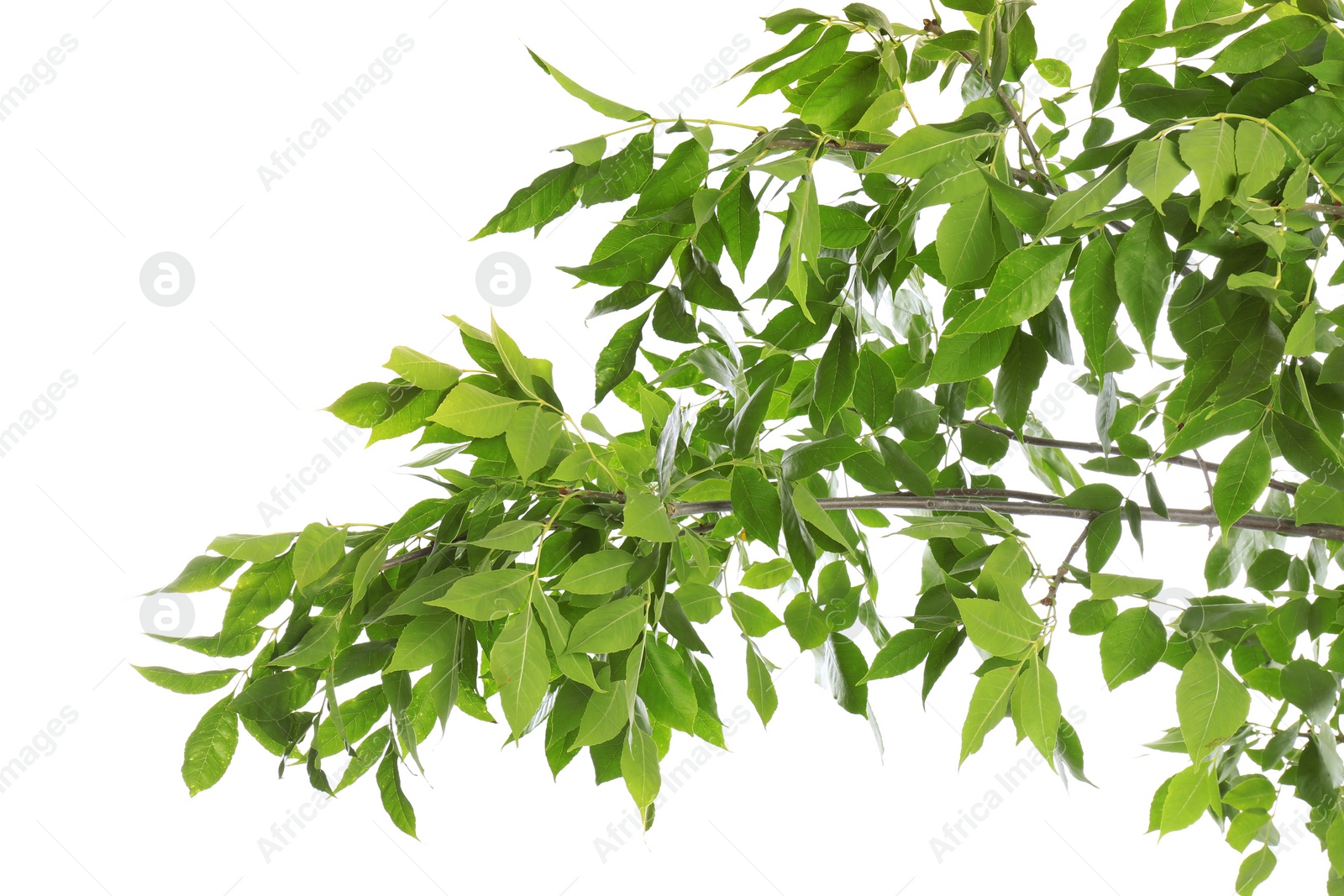 Photo of Beautiful tree branches with green leaves on white background