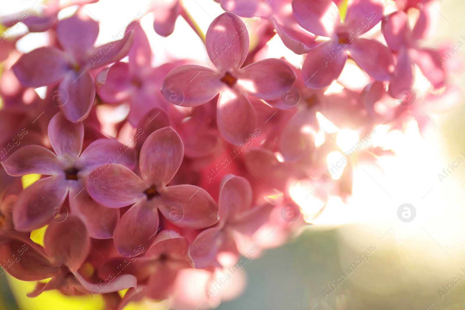 Photo of Closeup view of beautiful blooming lilac shrub outdoors