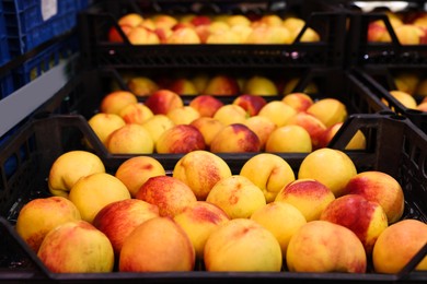 Photo of Many fresh peaches in containers at wholesale market, closeup