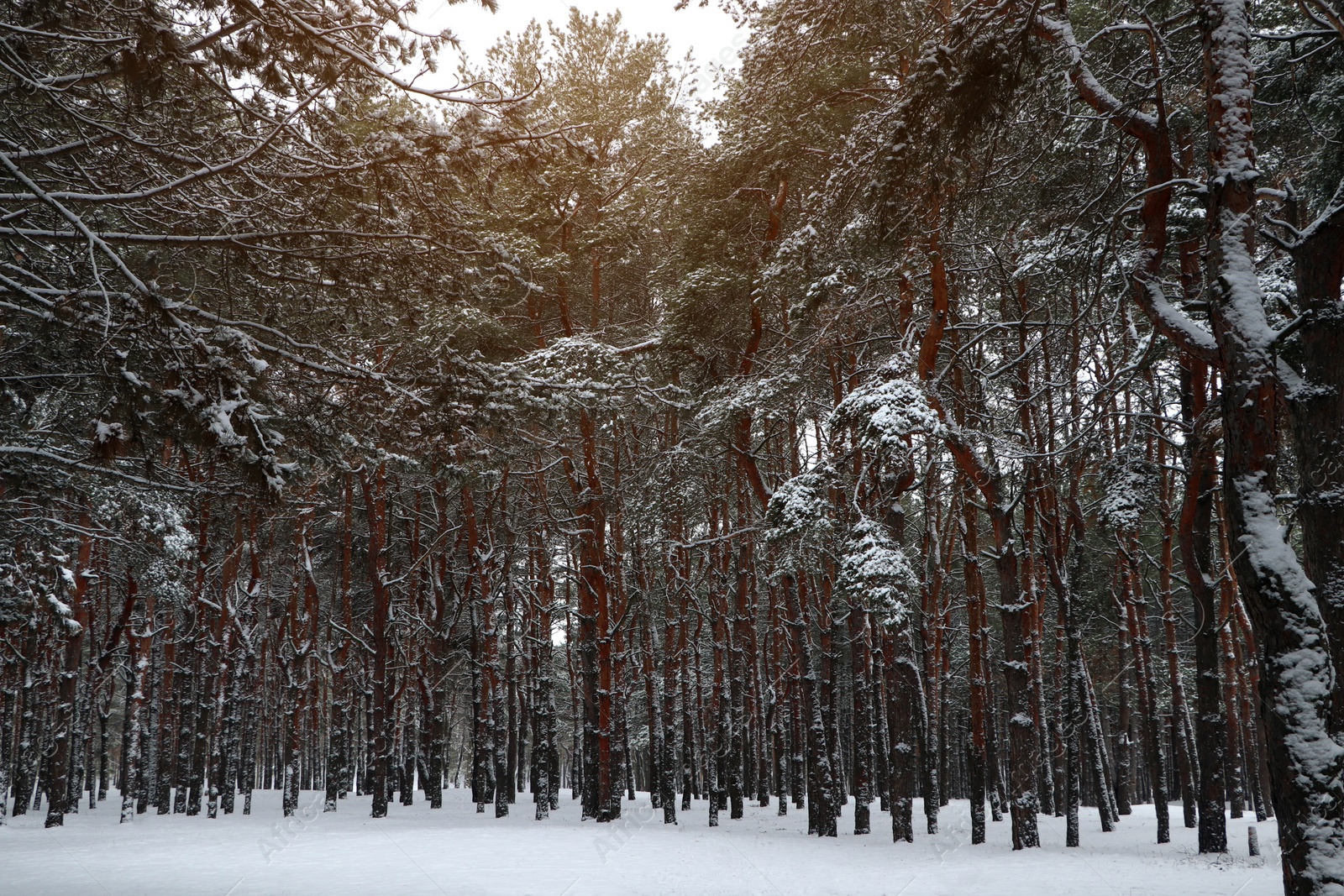 Photo of Picturesque view of beautiful forest covered with snow