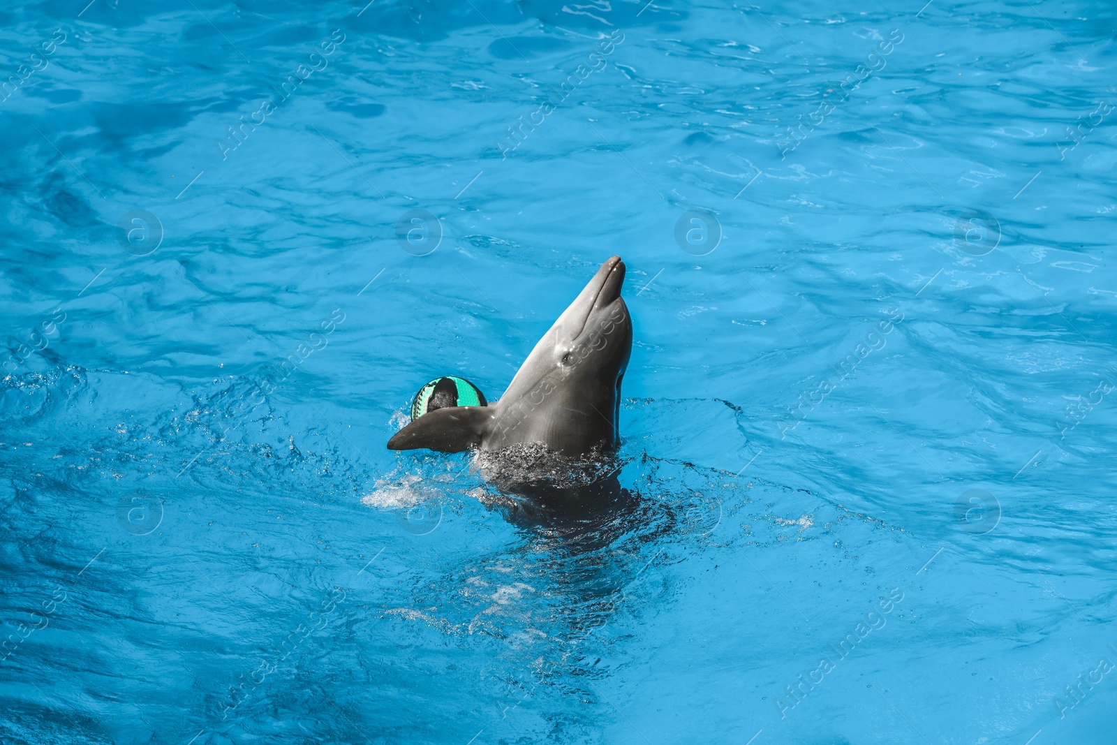 Photo of Dolphin swimming with ball in pool at marine mammal park