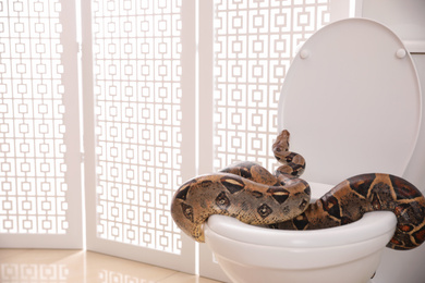 Photo of Brown boa constrictor on toilet bowl in bathroom