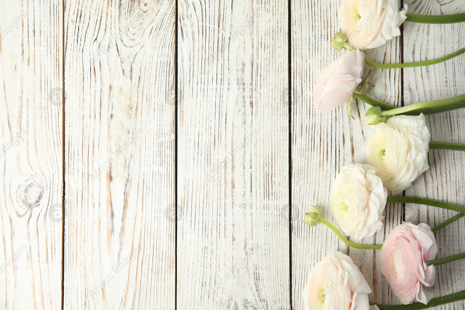 Photo of Beautiful ranunculus flowers and space for text on wooden background, flat lay