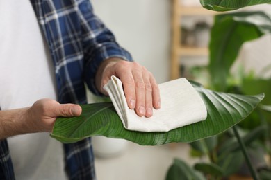 Photo of Man wiping leaves of beautiful potted houseplants with cloth indoors, closeup
