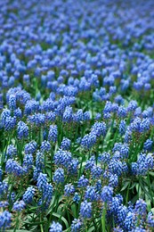 Many beautiful muscari flowers as background, closeup. Spring season