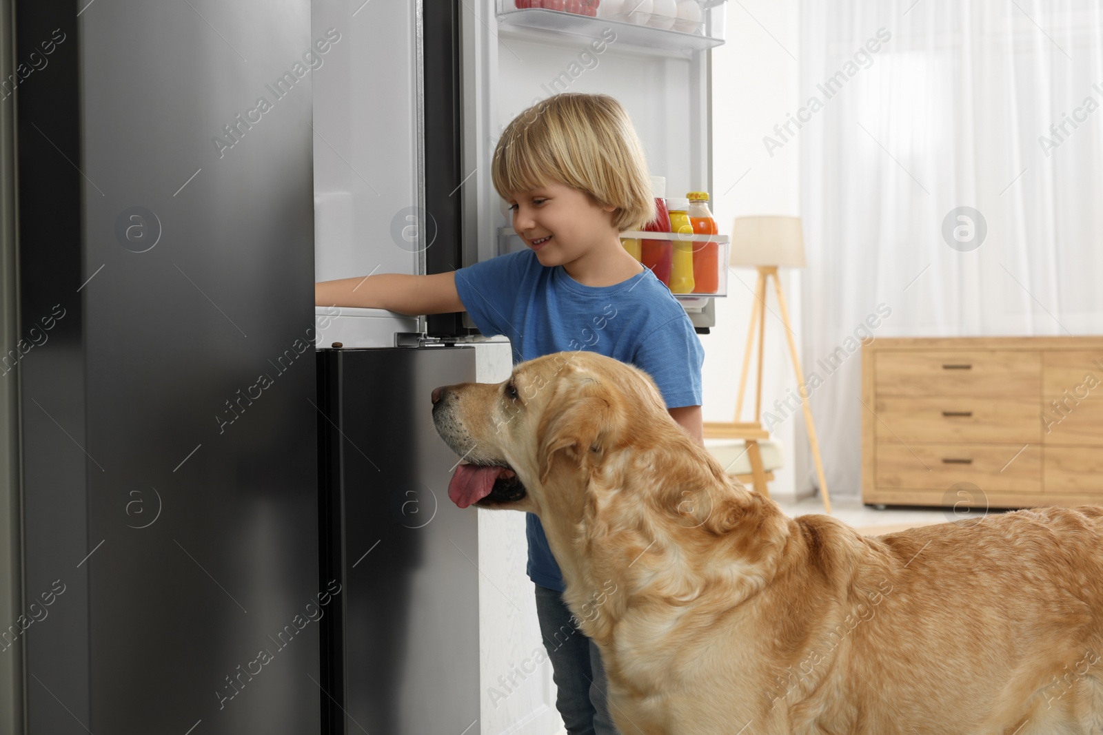 Photo of Little boy and cute Labrador Retriever seeking for food in refrigerator at home