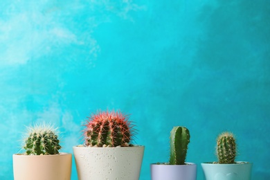 Photo of Beautiful cactuses in pots on color background