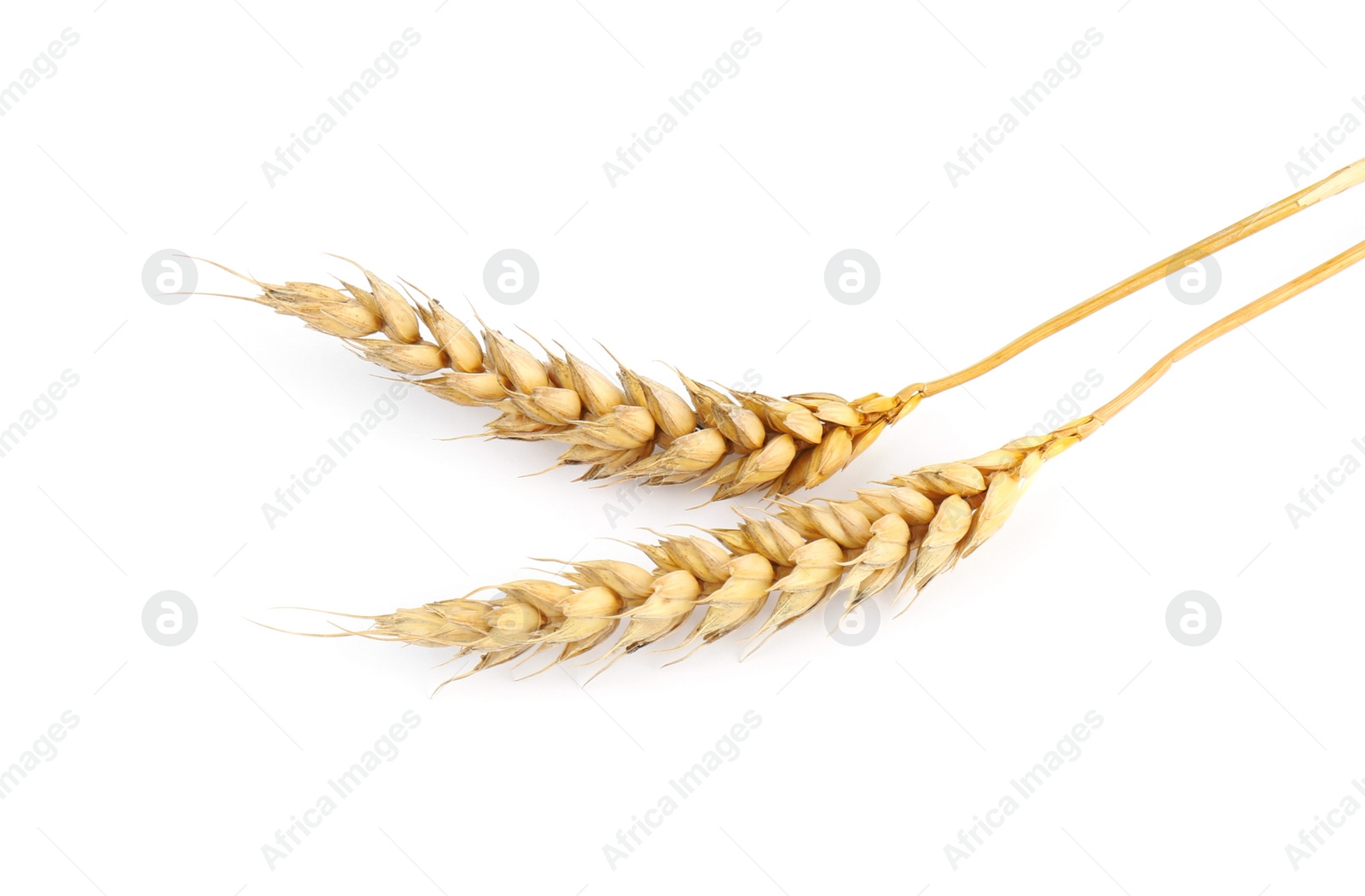 Photo of Dried ears of wheat on white background