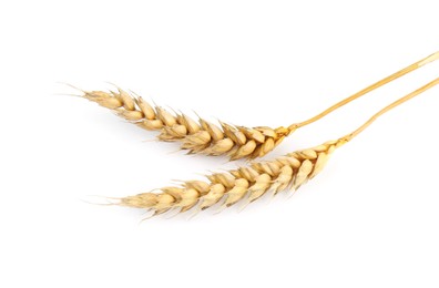 Photo of Dried ears of wheat on white background