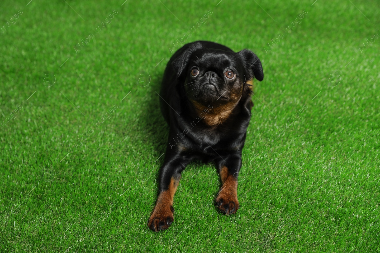 Photo of Adorable black Petit Brabancon dog lying on green grass