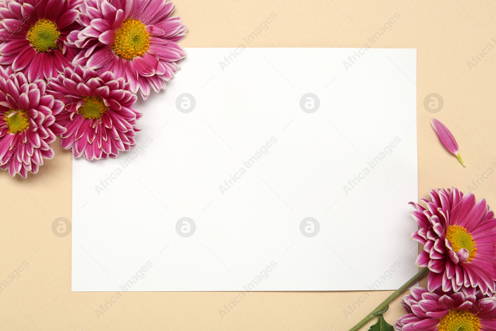 Photo of Beautiful chrysanthemums and blank card on beige background, flat lay. Space for text