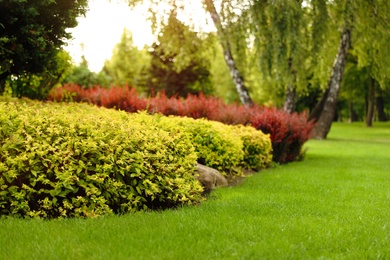 Picturesque landscape with beautiful green lawn on sunny day. Gardening idea