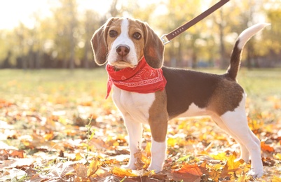 Photo of Cute Beagle in park on autumn day. Dog walking