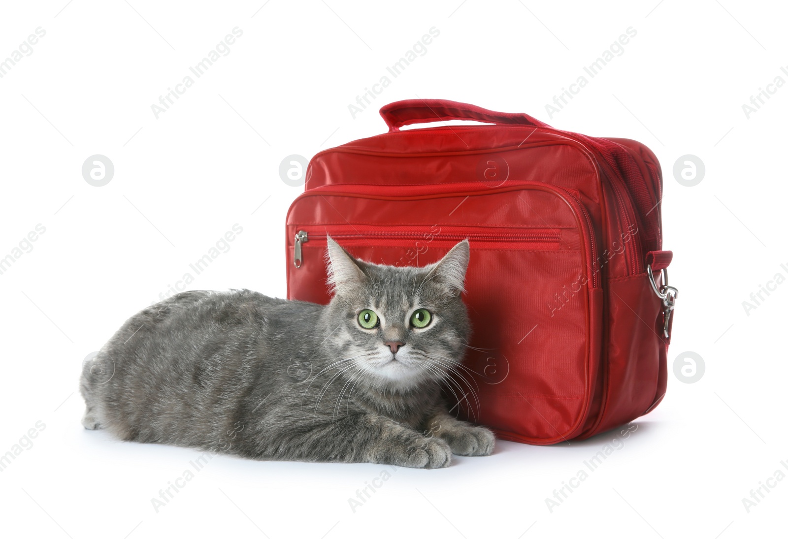 Photo of First aid kit and cute cat on white background. Animal care