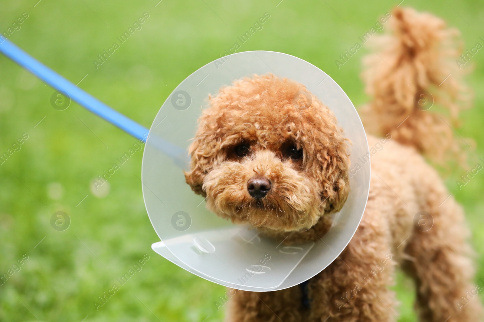 Photo of Cute Maltipoo dog wearing Elizabethan collar outdoors, closeup