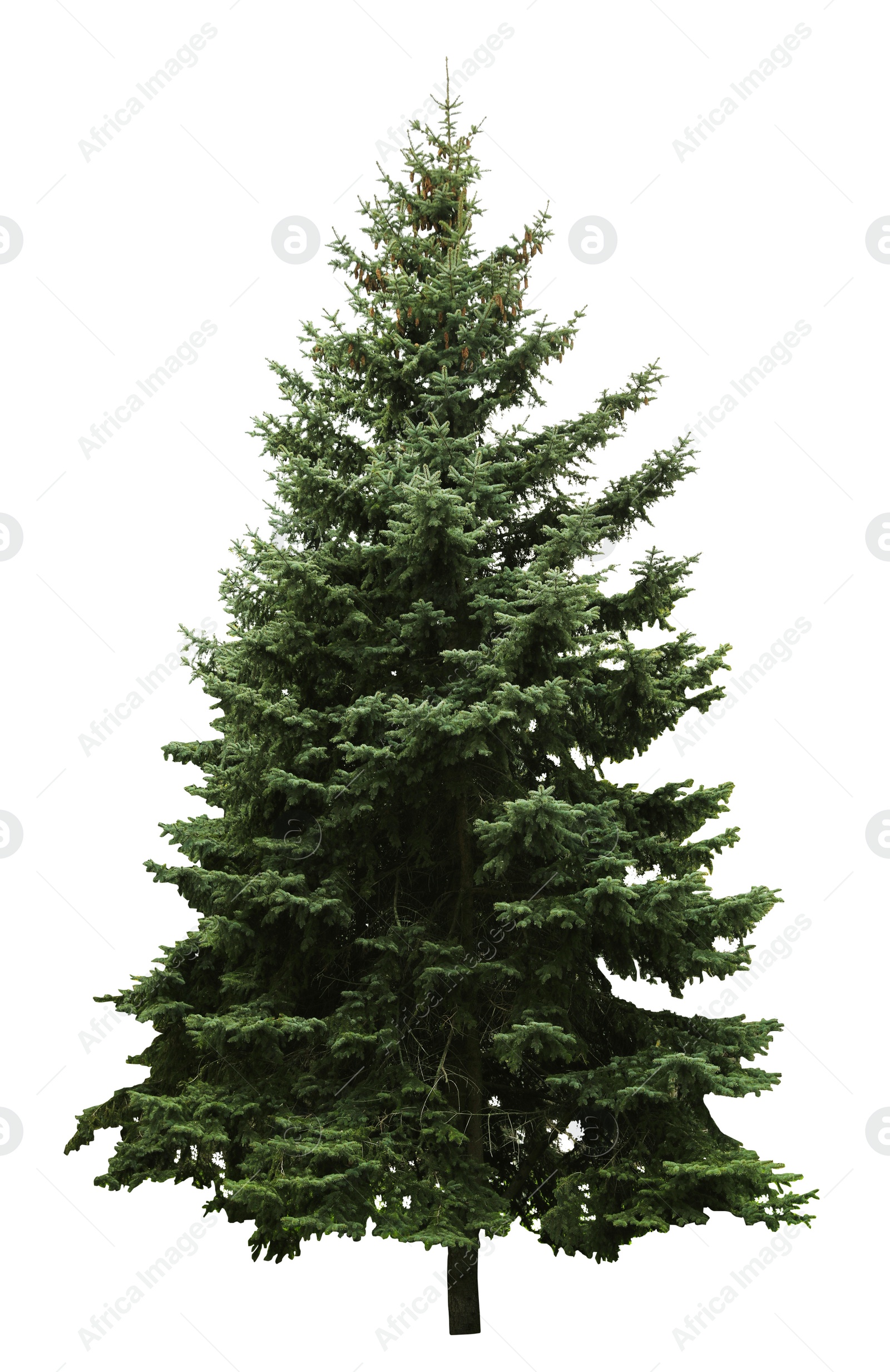 Image of Beautiful evergreen fir tree on white background