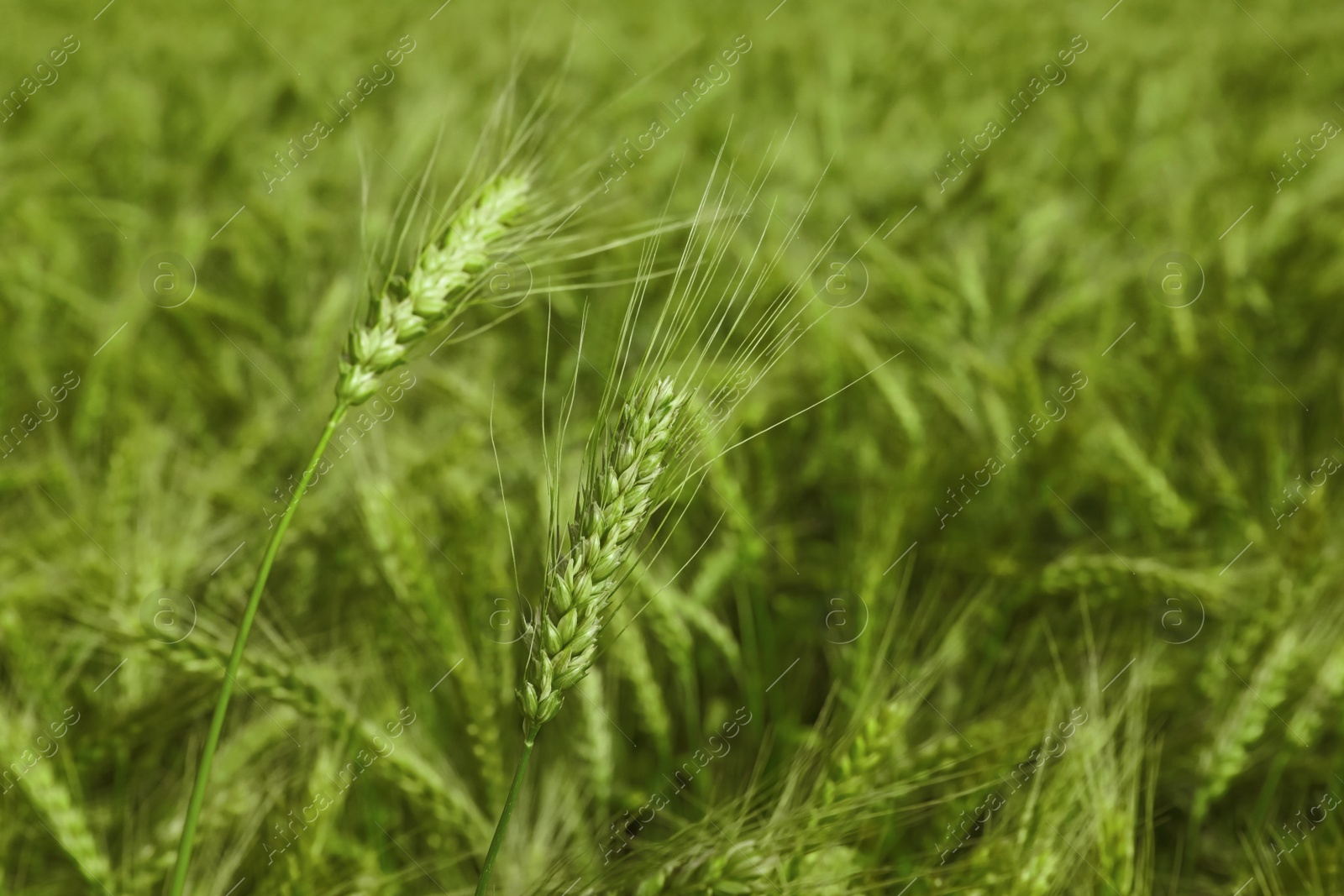 Photo of Closeup view of agricultural field with ripening wheat crop