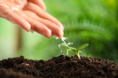 Woman pouring water on young seedling in soil outdoors, closeup