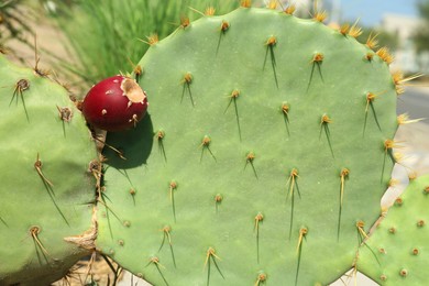 Beautiful prickly pear cactus growing outdoors on sunny day, closeup