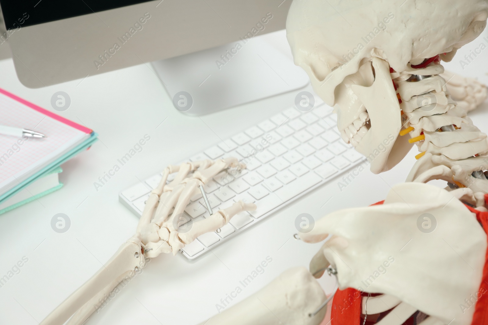 Photo of Human skeleton at table in office, closeup