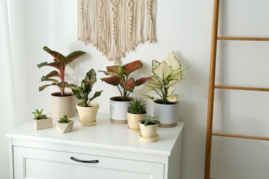 Exotic houseplants with beautiful leaves on chest of drawers at home