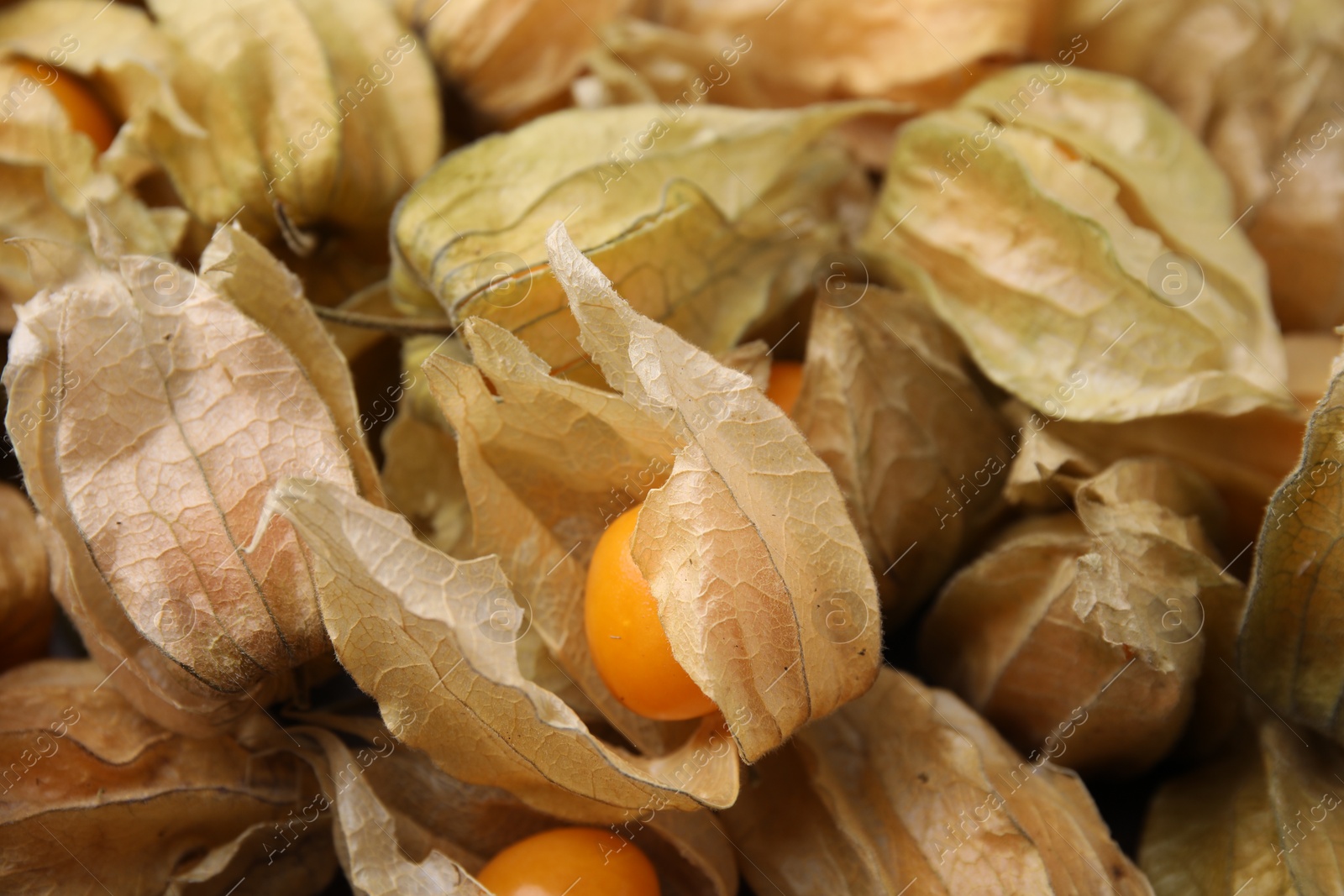 Photo of Ripe physalis fruits with calyxes as background, closeup