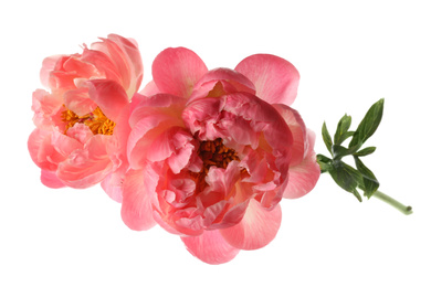 Beautiful blooming pink peonies isolated on white