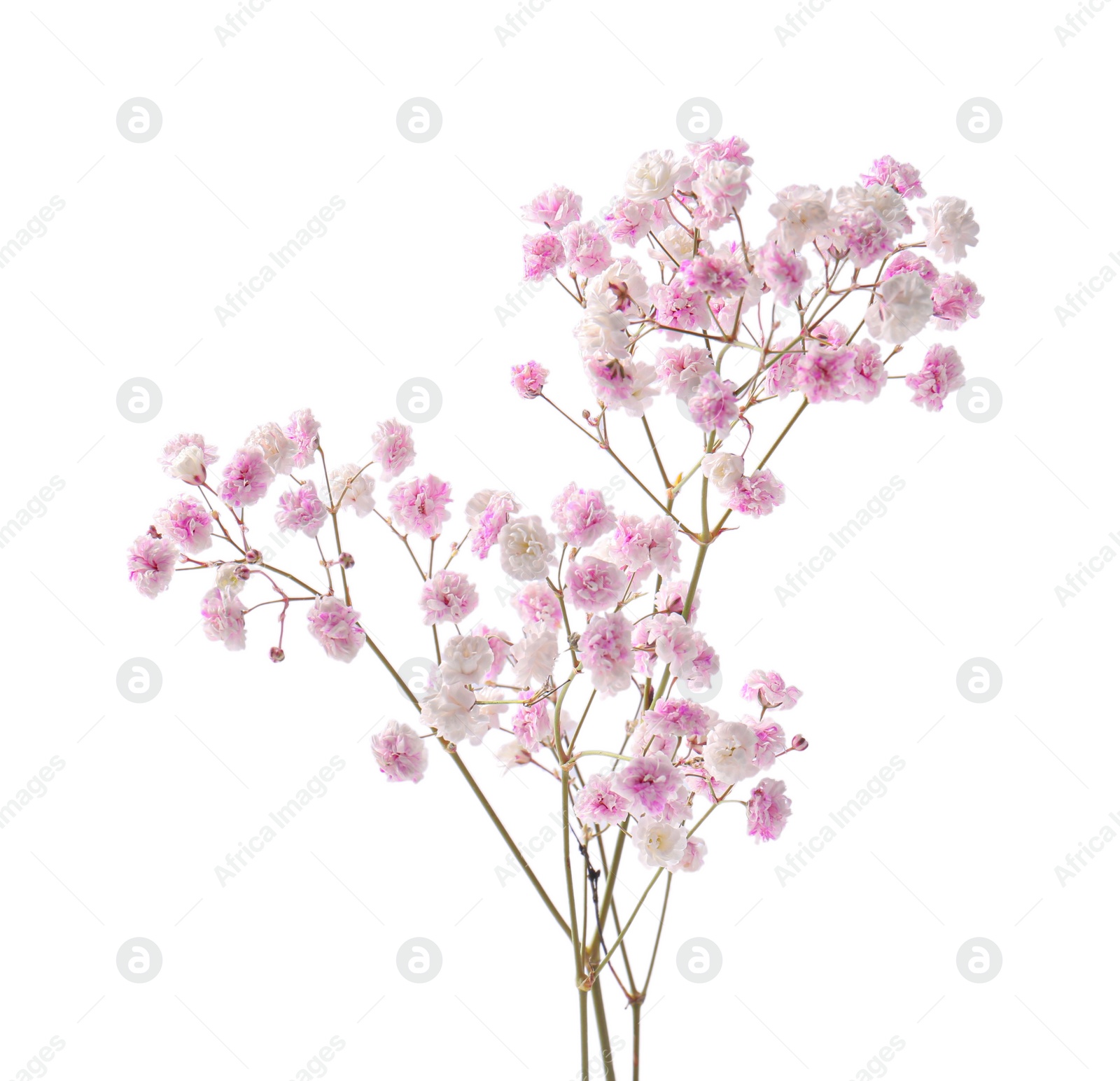 Photo of Beautiful colorful gypsophila flowers on white background