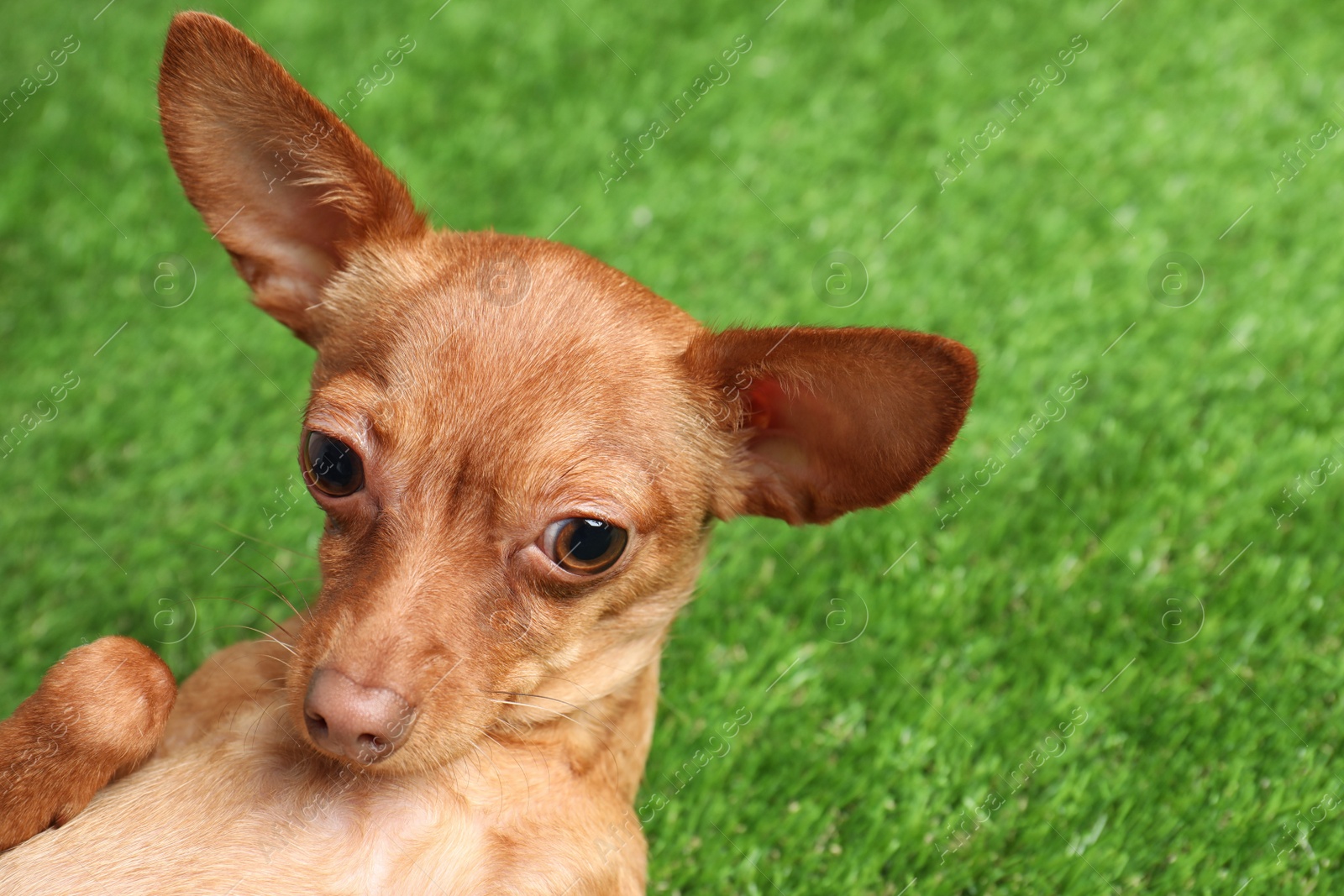 Photo of Cute toy terrier on artificial grass. Domestic dog