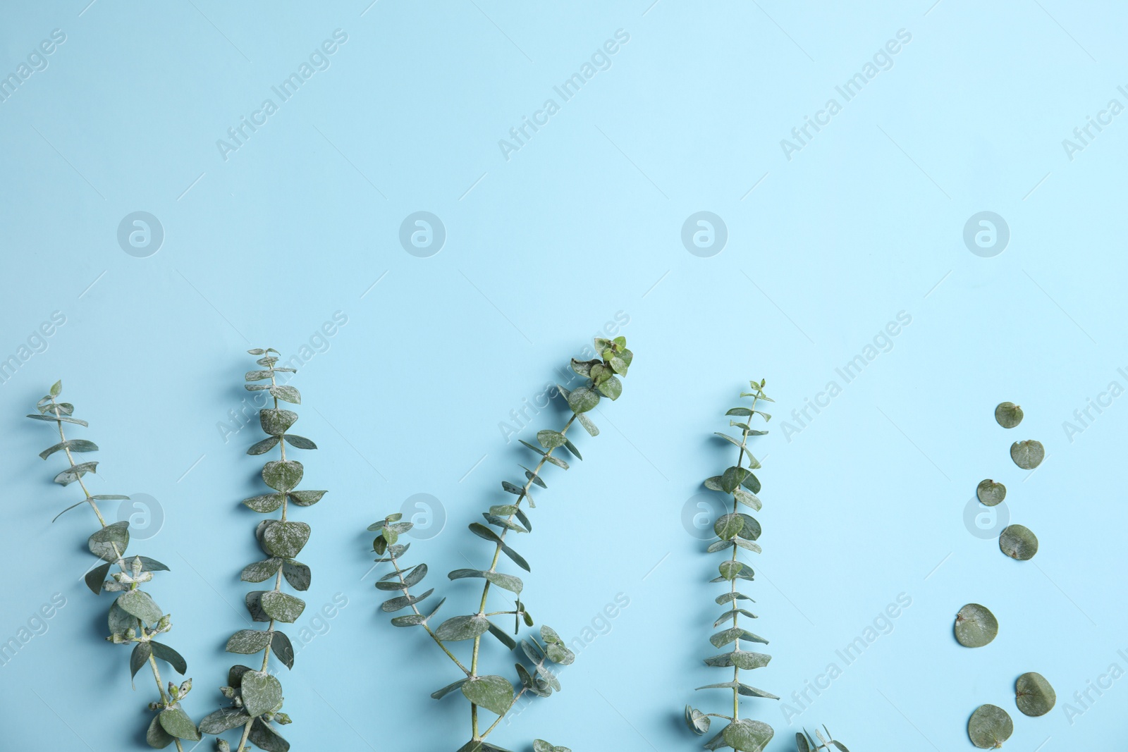 Photo of Eucalyptus branches with fresh green leaves and space for design on color background, top view