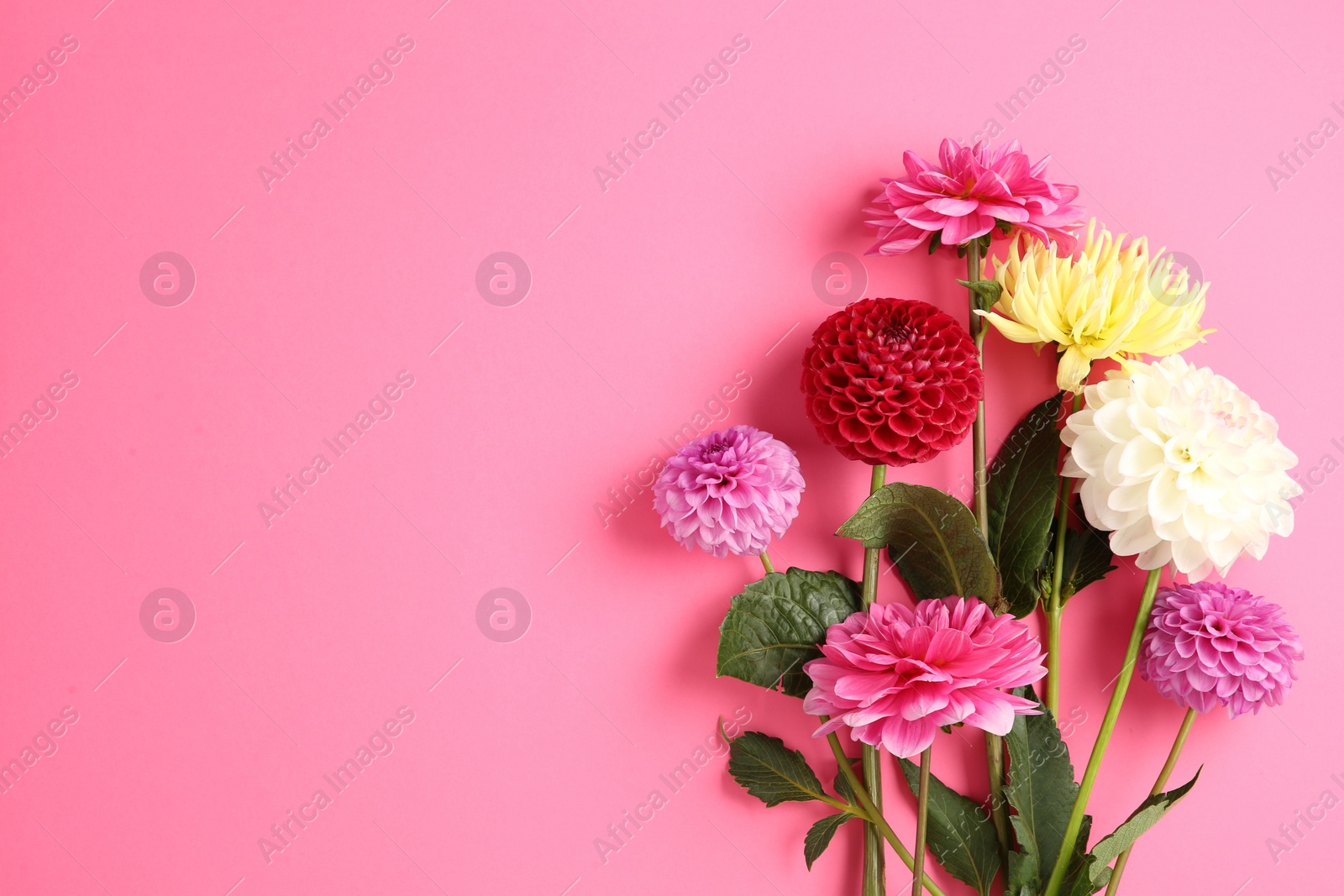 Beautiful dahlia flowers on pink background, flat lay. Space for text Photo of Beautiful dahlia flowers on pink background, flat lay. Space for text