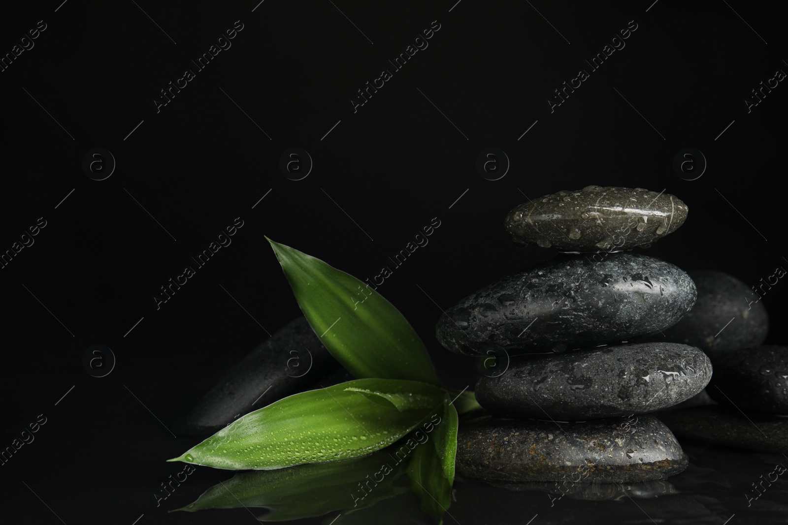 Photo of Stones and bamboo sprout in water on black background. Zen lifestyle